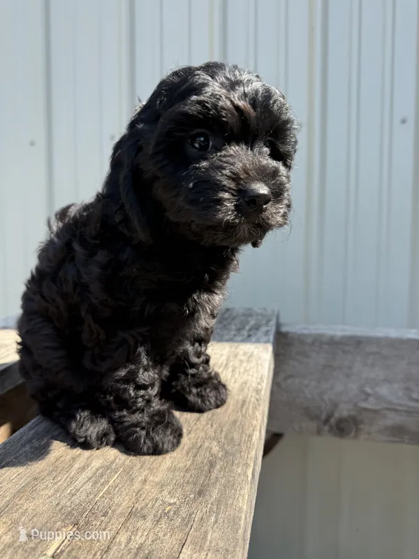 Tilly – Cavapoo puppy for sale in Allenwood, PA