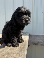 Tilly, a female Cavapoo for sale in Allenwood, PA – 1 of 4