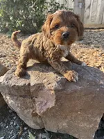 Jack, a male Cockapoo for sale in Allenwood, PA – 2 of 3