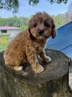 Chloe, a female Cavapoo for sale in Allenwood, PA – 2 of 4