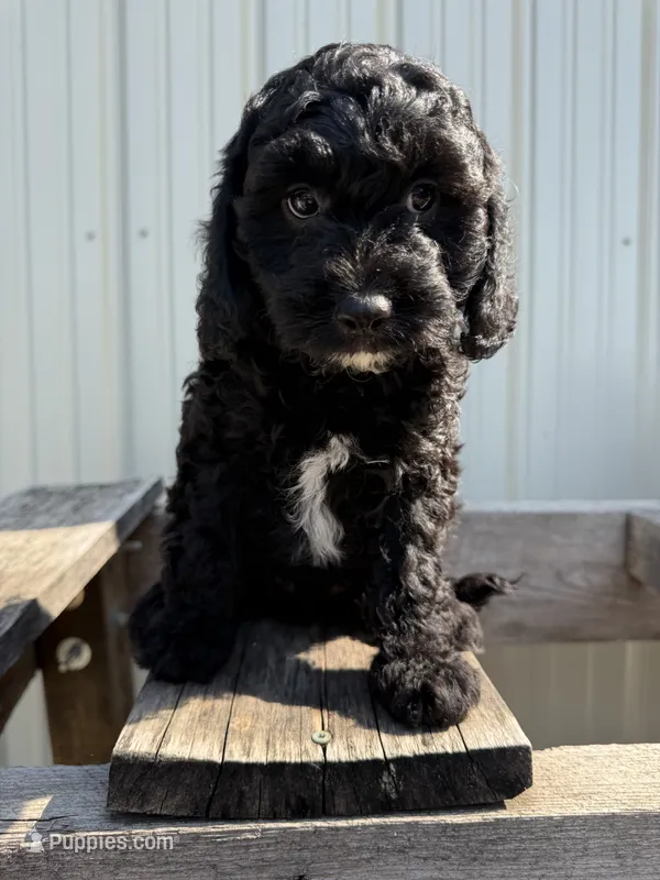 Tanner – Cavapoo puppy for sale in Allenwood, PA