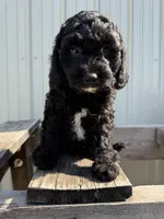 Tanner, a male Cavapoo for sale in Allenwood, PA – 1 of 3
