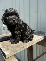 Tilly, a female Cavapoo for sale in Allenwood, PA – 4 of 4