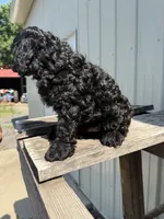 Tucker, a male Cavapoo for sale in Allenwood, PA – 3 of 3