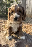 Johnny, a male Cockapoo for sale in Allenwood, PA – 1 of 3