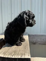 Tilly, a female Cavapoo for sale in Allenwood, PA – 2 of 4