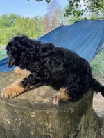 Champ, a male Cavapoo for sale in Allenwood, PA – 2 of 3