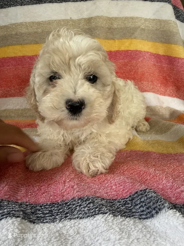 Callie – Cockapoo puppy for sale in Allenwood, PA