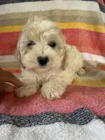 Callie, a female Cockapoo for sale in Allenwood, PA – 1 of 3