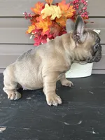 Savannah, a female French Bulldog for sale in Allenwood, PA – 3 of 4