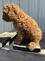 Timmie, a male Cavapoo for sale in Allenwood, PA – 3 of 3