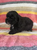Chubby, a male Cockapoo for sale in Allenwood, PA – 3 of 3