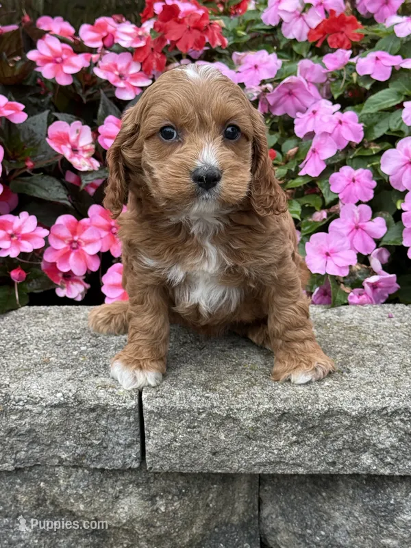 Max – Cockapoo puppy for sale in Allenwood, PA