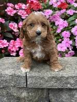Max, a male Cockapoo for sale in Allenwood, PA – 1 of 4