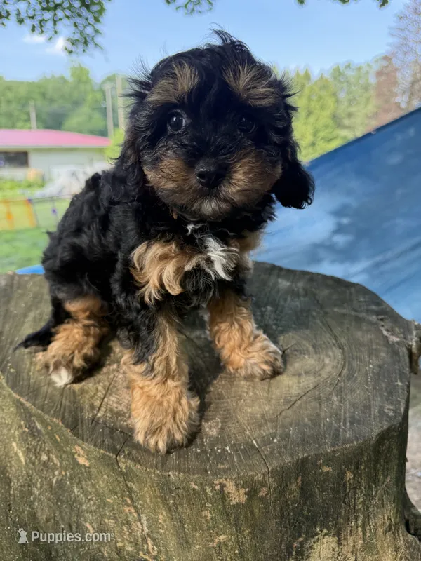 Champ – Cavapoo puppy for sale in Allenwood, PA
