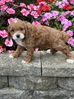 Mark, a male Cockapoo for sale in Allenwood, PA – 3 of 3