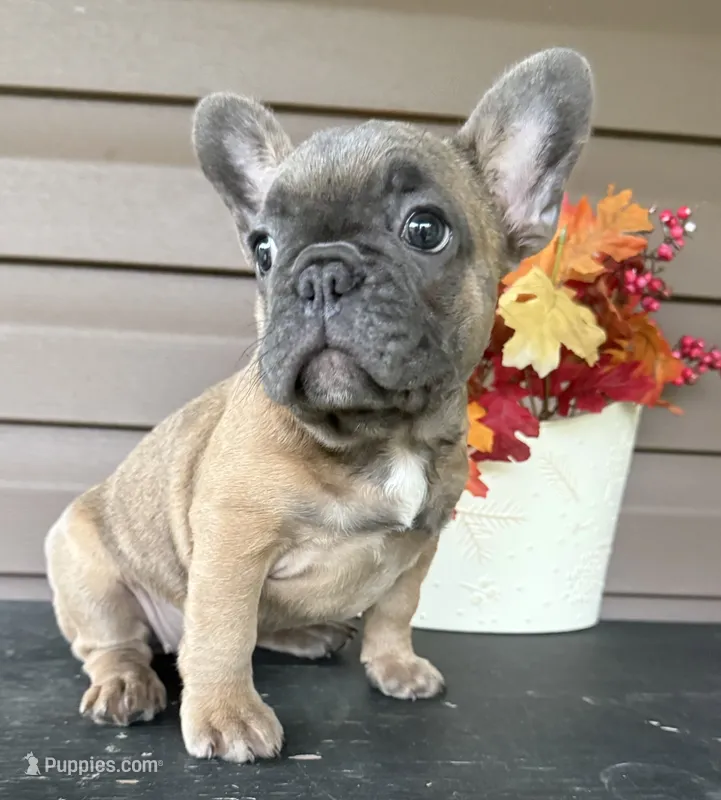 Savannah – French Bulldog puppy for sale in Allenwood, PA