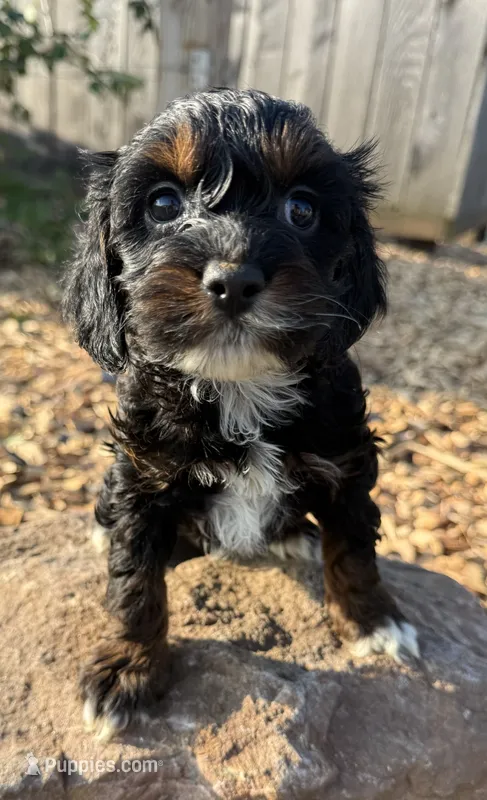 June – Cockapoo puppy for sale in Allenwood, PA