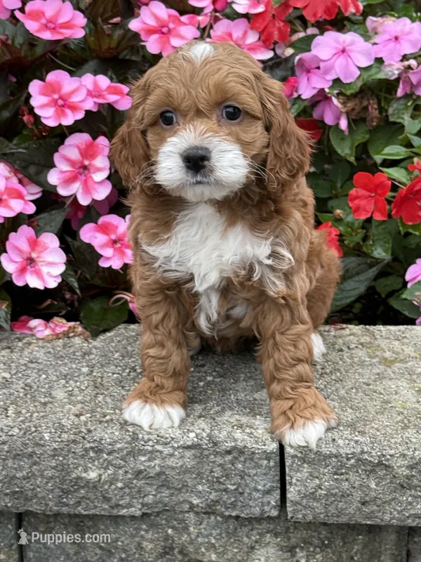 Mark – Cockapoo puppy for sale in Allenwood, PA