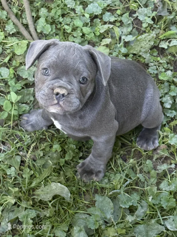 Frankie – French Bulldog puppy for sale in Allenwood, PA