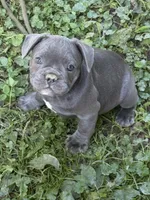 Frankie, a male French Bulldog for sale in Allenwood, PA – 1 of 3