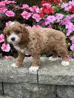 Mary, a female Cockapoo for sale in Allenwood, PA – 3 of 3