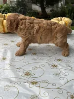 Charlie, a male Cavapoo for sale in Allenwood, PA – 3 of 3