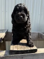 Tucker, a male Cavapoo for sale in Allenwood, PA – 1 of 3