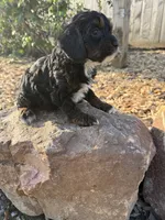 June, a female Cockapoo for sale in Allenwood, PA – 2 of 3