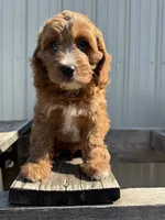Tommie, a male Cavapoo for sale in Allenwood, PA – 3 of 3