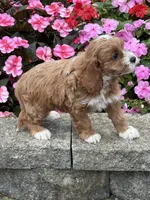 Mary, a female Cockapoo for sale in Allenwood, PA – 2 of 3