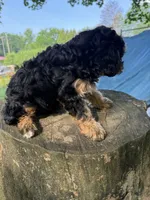 Champ, a male Cavapoo for sale in Allenwood, PA – 3 of 3