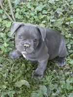Frankie, a male French Bulldog for sale in Allenwood, PA – 3 of 3