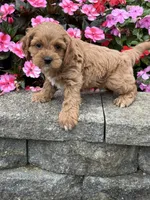 Matthew, a male Cockapoo for sale in Allenwood, PA – 3 of 3