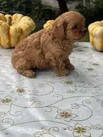 Corey, a male Cavapoo for sale in Allenwood, PA – 3 of 3