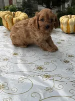 Charlie, a male Cavapoo for sale in Allenwood, PA – 2 of 3