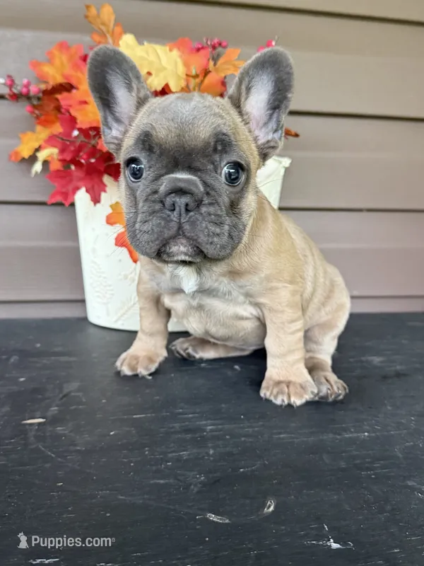 Savannah – French Bulldog puppy for sale in Allenwood, PA