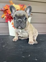 Savannah, a female French Bulldog for sale in Allenwood, PA – 1 of 4