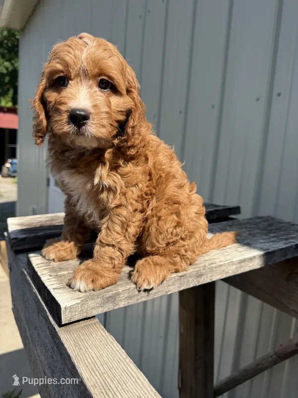 Tommie – Cavapoo puppy for sale in Allenwood, PA