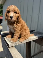 Tommie, a male Cavapoo for sale in Allenwood, PA – 1 of 3