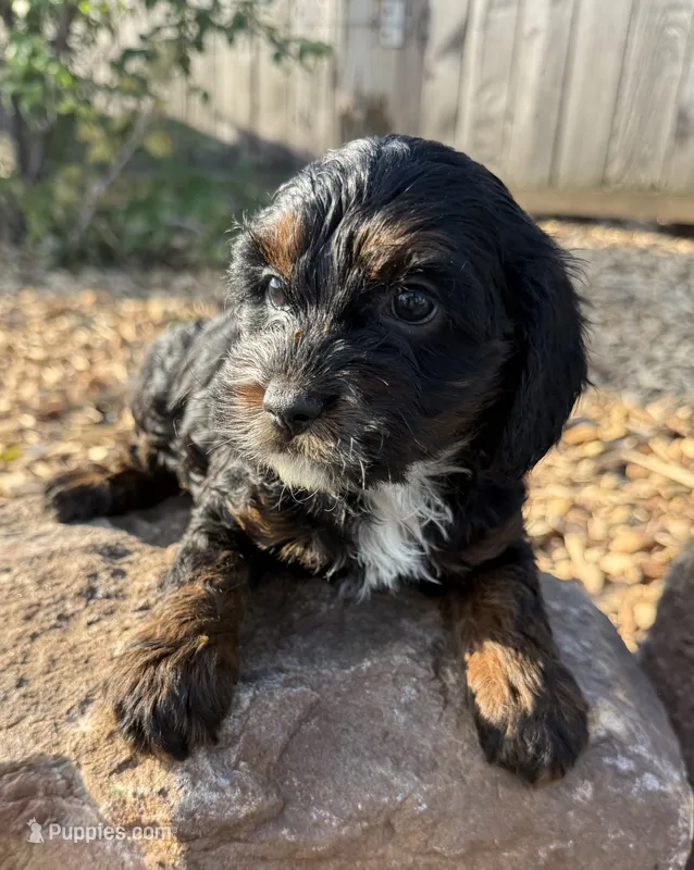 Jackie – Cockapoo puppy for sale in Allenwood, PA