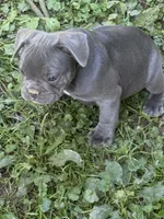 Frankie, a male French Bulldog for sale in Allenwood, PA – 2 of 3