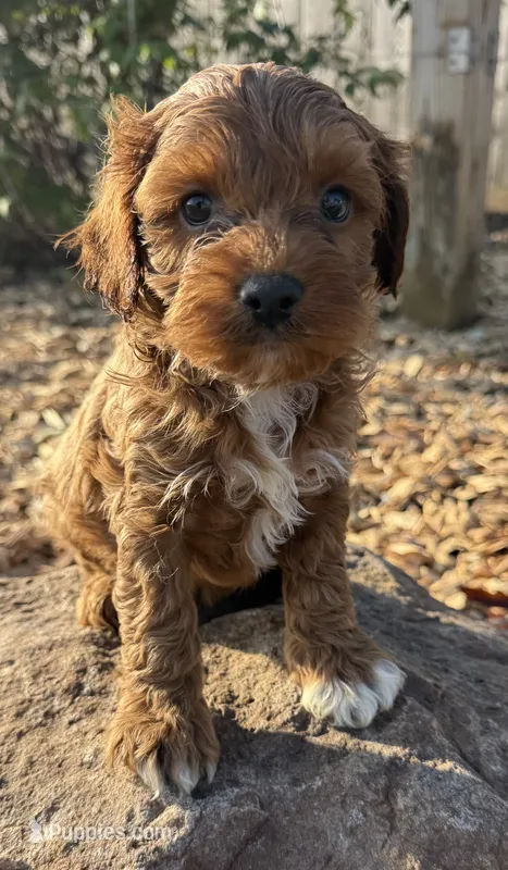 Jack – Cockapoo puppy for sale in Allenwood, PA