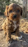 Jack, a male Cockapoo for sale in Allenwood, PA – 1 of 3