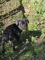 Ferdinand , a male French Bulldog for sale in Allenwood, PA – 2 of 3