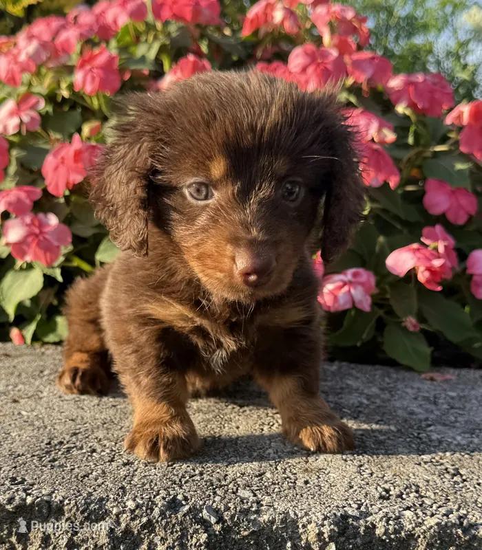 Daisy – Miniature Dachshund puppy for sale in Allenwood, PA