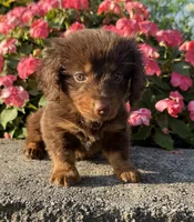 Daisy, a female Miniature Dachshund for sale in Allenwood, PA – 1 of 7