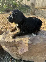 June, a female Cockapoo for sale in Allenwood, PA – 3 of 3