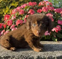 Daisy, a female Miniature Dachshund for sale in Allenwood, PA – 7 of 7