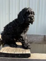 Tucker, a male Cavapoo for sale in Allenwood, PA – 2 of 3
